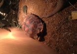 Rehomed...Sulcata : Young approx 2/3 years old (McTortie)
